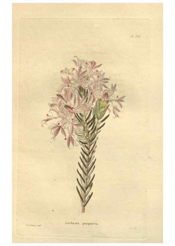 Reproducción/Reproduction 48624230507: The botanical cabinet. London :John & Arthur Arch ...,1817-1833.. 