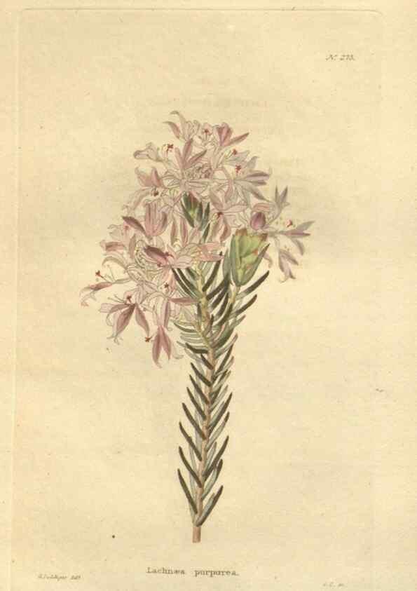 Reproducción/Reproduction 48624230507: The botanical cabinet. London :John & Arthur Arch ...,1817-1833.. 