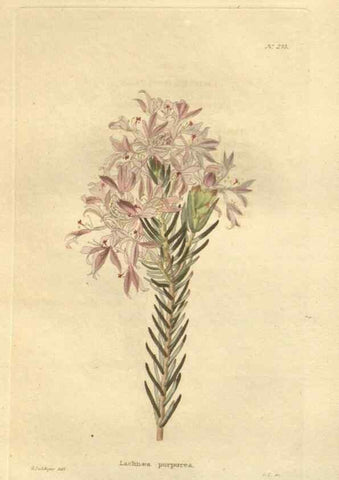 Reproducción/Reproduction 48624230507: The botanical cabinet. London :John & Arthur Arch ...,1817-1833.. 