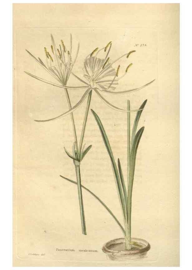 Reproducción/Reproduction 48624083866: The botanical cabinet. London :John & Arthur Arch ...,1817-1833.. 