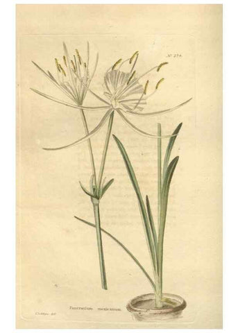 Reproducción/Reproduction 48624083866: The botanical cabinet. London :John & Arthur Arch ...,1817-1833.. 