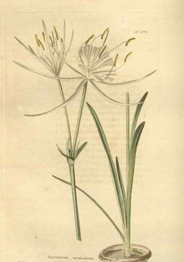 Reproducción/Reproduction 48624083866: The botanical cabinet. London :John & Arthur Arch ...,1817-1833.. 