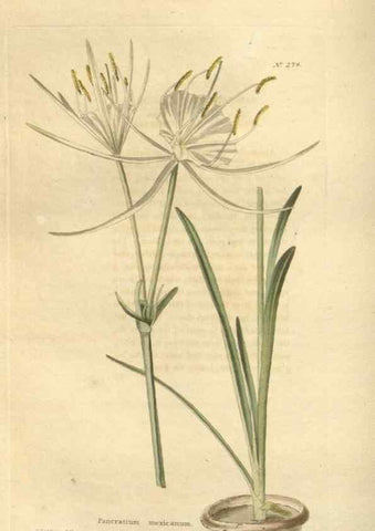 Reproducción/Reproduction 48624083866: The botanical cabinet. London :John & Arthur Arch ...,1817-1833.. 