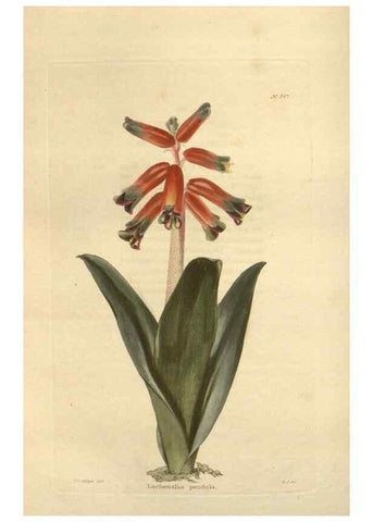 Reproducción/Reproduction 48623730128: The botanical cabinet. London :John & Arthur Arch ...,1817-1833.. 