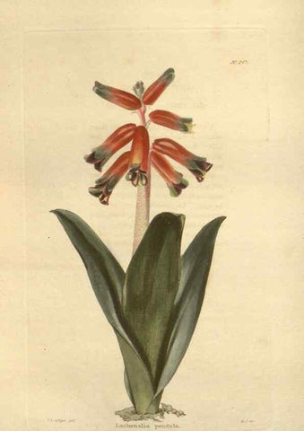 Reproducción/Reproduction 48623730128: The botanical cabinet. London :John & Arthur Arch ...,1817-1833.. 