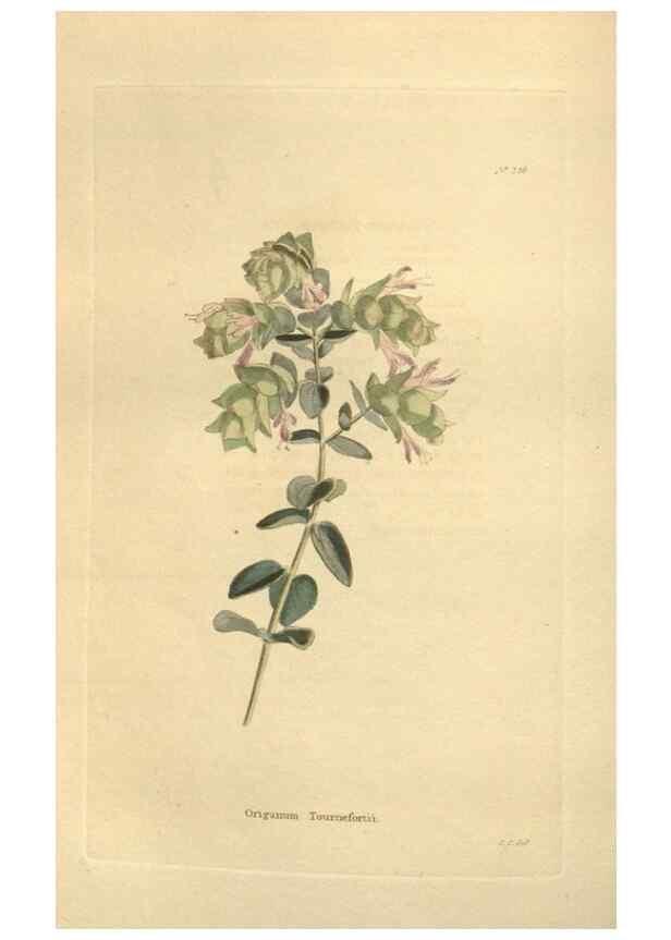 Reproducción/Reproduction 48624077586: The botanical cabinet. London :John & Arthur Arch ...,1817-1833.. 
