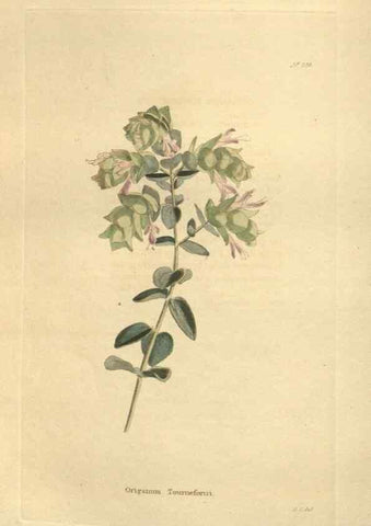 Reproducción/Reproduction 48624077586: The botanical cabinet. London :John & Arthur Arch ...,1817-1833.. 