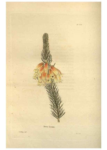 Reproducción/Reproduction 48624239237: The botanical cabinet. London :John & Arthur Arch ...,1817-1833.. 