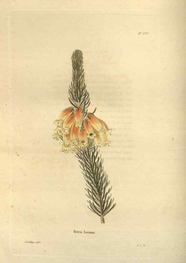 Reproducción/Reproduction 48624239237: The botanical cabinet. London :John & Arthur Arch ...,1817-1833.. 