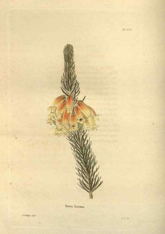 Reproducción/Reproduction 48624239237: The botanical cabinet. London :John & Arthur Arch ...,1817-1833.. 