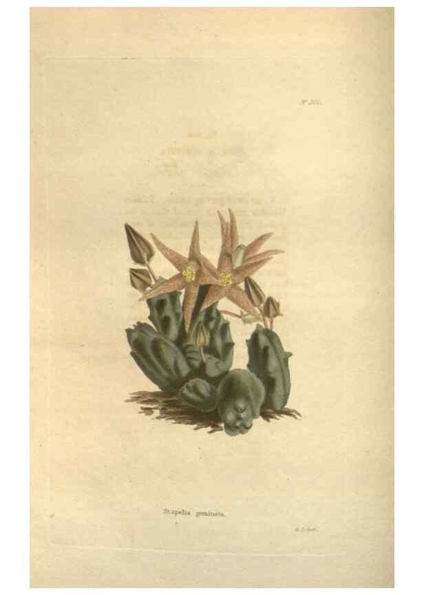 Reproducción/Reproduction 48624092861: The botanical cabinet. London :John & Arthur Arch ...,1817-1833.. 