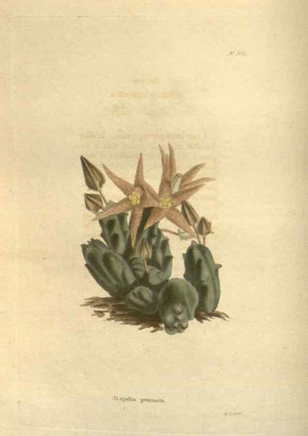 Reproducción/Reproduction 48624092861: The botanical cabinet. London :John & Arthur Arch ...,1817-1833.. 