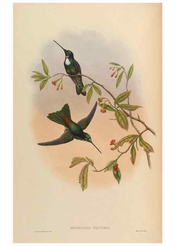 Reproducción/Reproduction 48629747198: A monograph of the Trochilidae, or family of humming-birds.. London :Henry Sothern & Co.,1887 [i.e. 1880-1887]. 