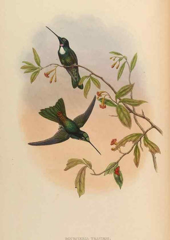Reproducción/Reproduction 48629747198: A monograph of the Trochilidae, or family of humming-birds.. London :Henry Sothern & Co.,1887 [i.e. 1880-1887]. 