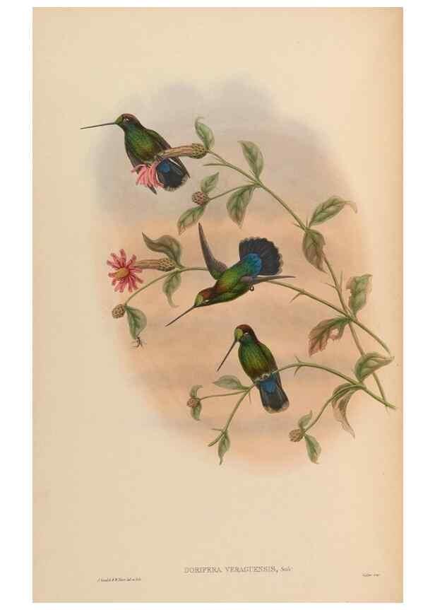 Reproducción/Reproduction 48629747588: A monograph of the Trochilidae, or family of humming-birds.. London :Henry Sothern & Co.,1887 [i.e. 1880-1887]. 