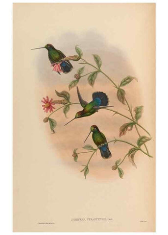 Reproducción/Reproduction 48629747588: A monograph of the Trochilidae, or family of humming-birds.. London :Henry Sothern & Co.,1887 [i.e. 1880-1887]. 