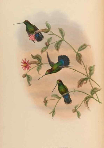 Reproducción/Reproduction 48629747588: A monograph of the Trochilidae, or family of humming-birds.. London :Henry Sothern & Co.,1887 [i.e. 1880-1887]. 