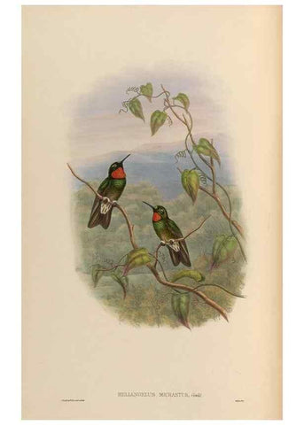 Reproducción/Reproduction 48629747973: A monograph of the Trochilidae, or family of humming-birds.. London :Henry Sothern & Co.,1887 [i.e. 1880-1887]. 