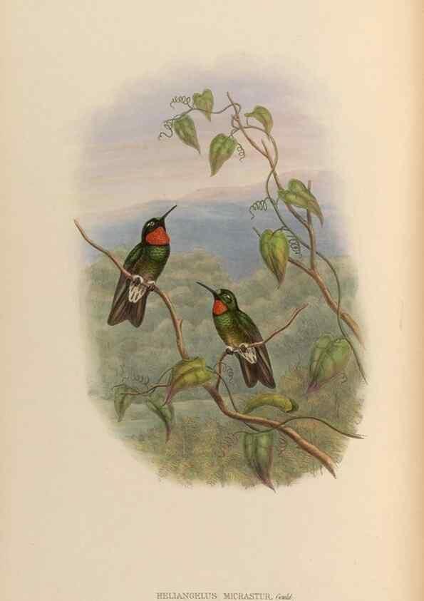 Reproducción/Reproduction 48629747973: A monograph of the Trochilidae, or family of humming-birds.. London :Henry Sothern & Co.,1887 [i.e. 1880-1887]. 