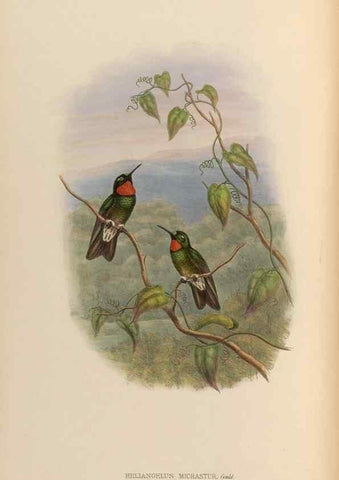 Reproducción/Reproduction 48629747973: A monograph of the Trochilidae, or family of humming-birds.. London :Henry Sothern & Co.,1887 [i.e. 1880-1887]. 