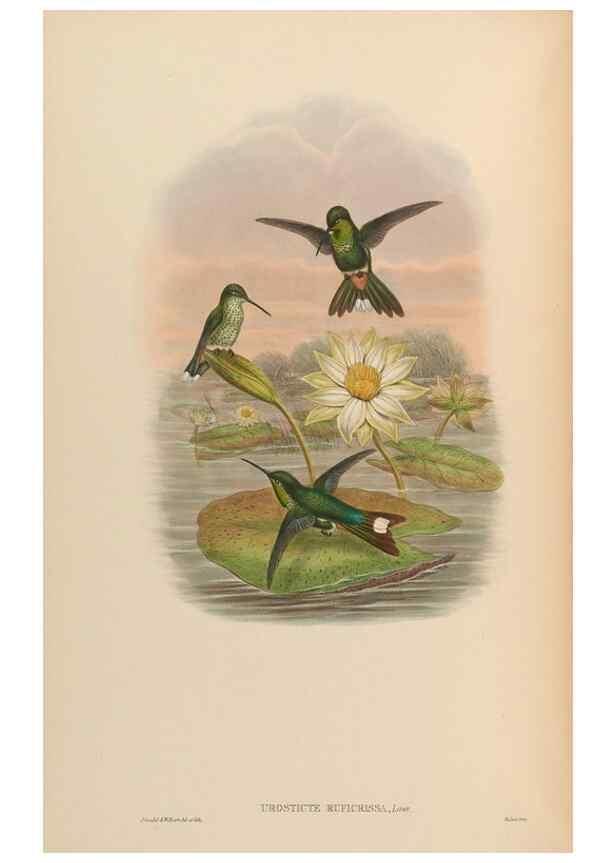 Reproducción/Reproduction 48629748373: A monograph of the Trochilidae, or family of humming-birds.. London :Henry Sothern & Co.,1887 [i.e. 1880-1887]. 