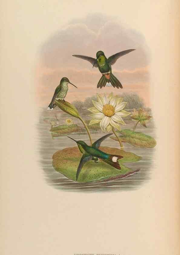 Reproducción/Reproduction 48629748373: A monograph of the Trochilidae, or family of humming-birds.. London :Henry Sothern & Co.,1887 [i.e. 1880-1887]. 