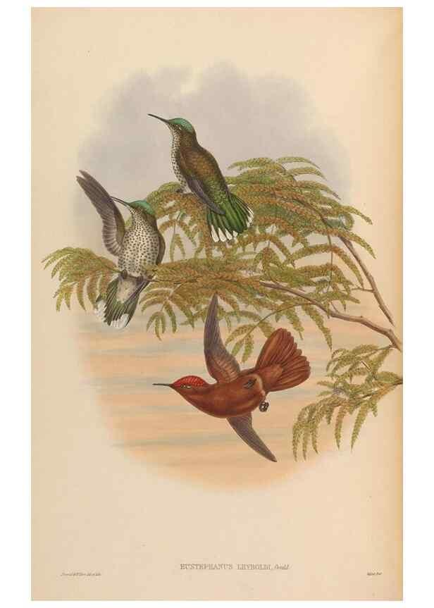 Reproducción/Reproduction 48630256062: A monograph of the Trochilidae, or family of humming-birds.. London :Henry Sothern & Co.,1887 [i.e. 1880-1887]. 