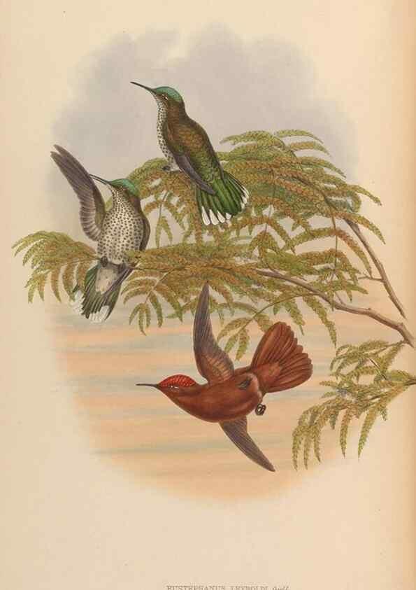 Reproducción/Reproduction 48630256062: A monograph of the Trochilidae, or family of humming-birds.. London :Henry Sothern & Co.,1887 [i.e. 1880-1887]. 