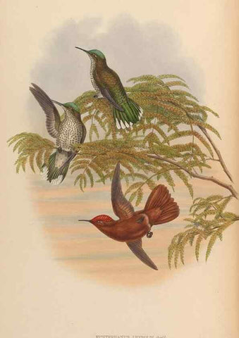 Reproducción/Reproduction 48630256062: A monograph of the Trochilidae, or family of humming-birds.. London :Henry Sothern & Co.,1887 [i.e. 1880-1887]. 
