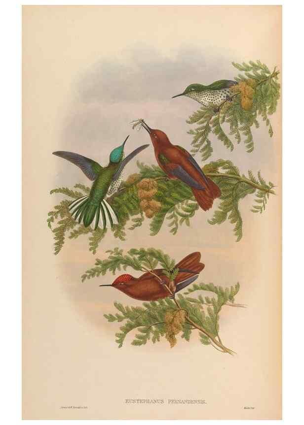 Reproducción/Reproduction 48629749368: A monograph of the Trochilidae, or family of humming-birds.. London :Henry Sothern & Co.,1887 [i.e. 1880-1887]. 