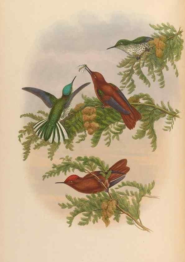 Reproducción/Reproduction 48629749368: A monograph of the Trochilidae, or family of humming-birds.. London :Henry Sothern & Co.,1887 [i.e. 1880-1887]. 