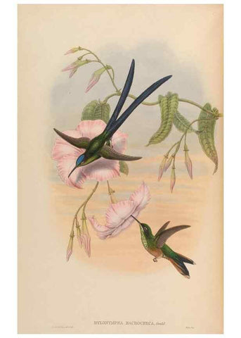 Reproducción/Reproduction 48630257042: A monograph of the Trochilidae, or family of humming-birds.. London :Henry Sothern & Co.,1887 [i.e. 1880-1887]. 
