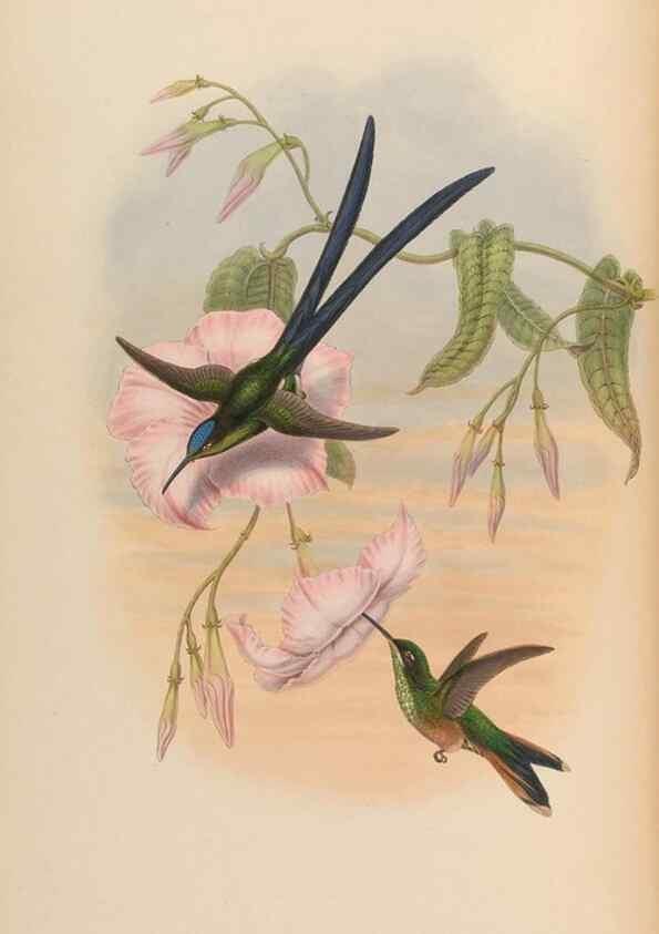 Reproducción/Reproduction 48630257042: A monograph of the Trochilidae, or family of humming-birds.. London :Henry Sothern & Co.,1887 [i.e. 1880-1887]. 