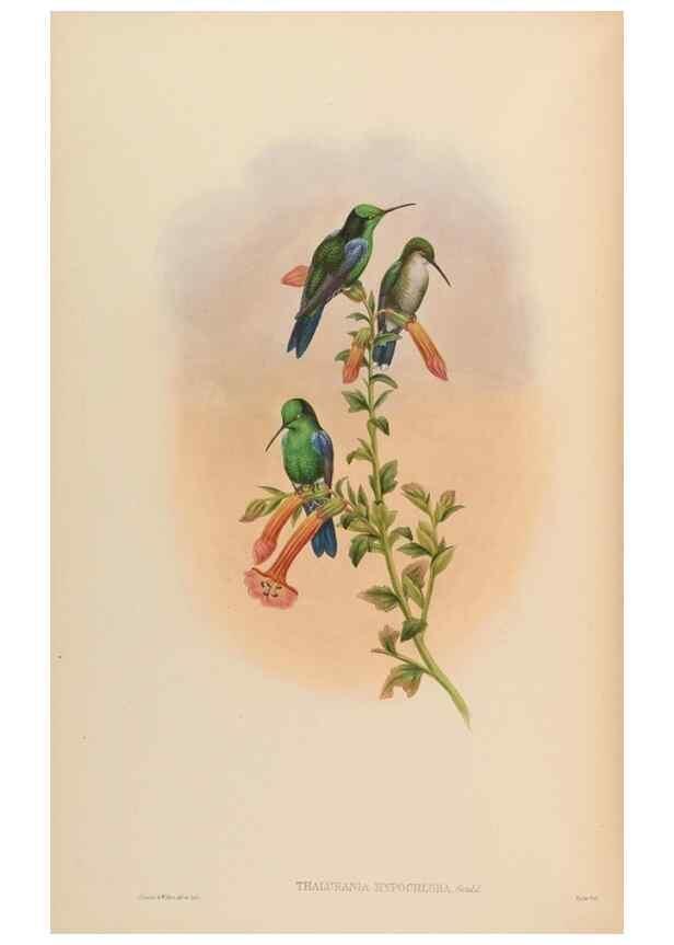 Reproducción/Reproduction 48629750278: A monograph of the Trochilidae, or family of humming-birds.. London :Henry Sothern & Co.,1887 [i.e. 1880-1887]. 