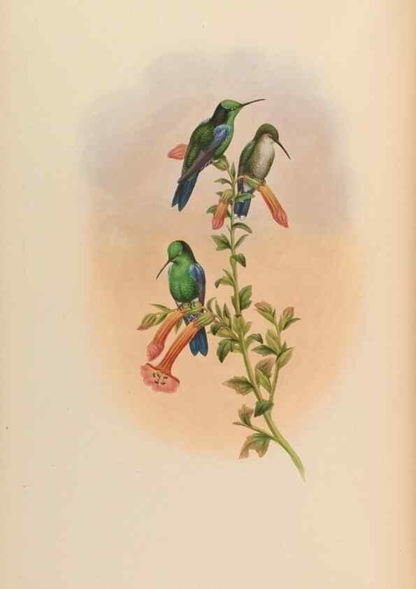 Reproducción/Reproduction 48629750278: A monograph of the Trochilidae, or family of humming-birds.. London :Henry Sothern & Co.,1887 [i.e. 1880-1887]. 