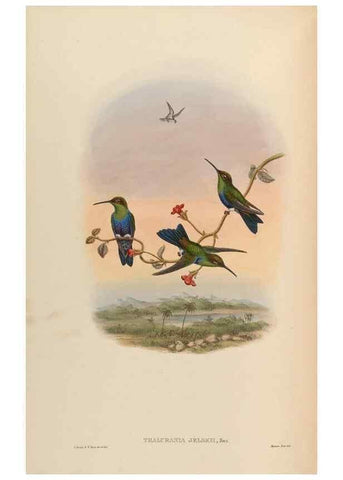 Reproducción/Reproduction 48630104556: A monograph of the Trochilidae, or family of humming-birds.. London :Henry Sothern & Co.,1887 [i.e. 1880-1887]. 