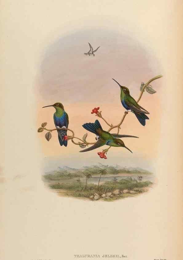 Reproducción/Reproduction 48630104556: A monograph of the Trochilidae, or family of humming-birds.. London :Henry Sothern & Co.,1887 [i.e. 1880-1887]. 