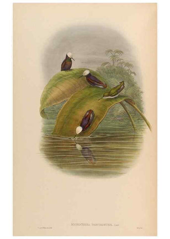 Reproducción/Reproduction 48629751038: A monograph of the Trochilidae, or family of humming-birds.. London :Henry Sothern & Co.,1887 [i.e. 1880-1887]. 