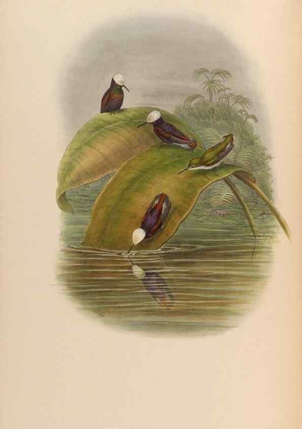 Reproducción/Reproduction 48629751038: A monograph of the Trochilidae, or family of humming-birds.. London :Henry Sothern & Co.,1887 [i.e. 1880-1887]. 