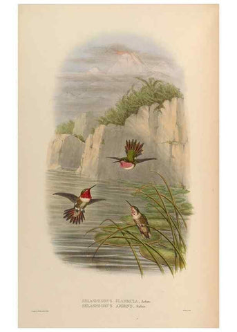 Reproducción/Reproduction 48630258627: A monograph of the Trochilidae, or family of humming-birds.. London :Henry Sothern & Co.,1887 [i.e. 1880-1887]. 