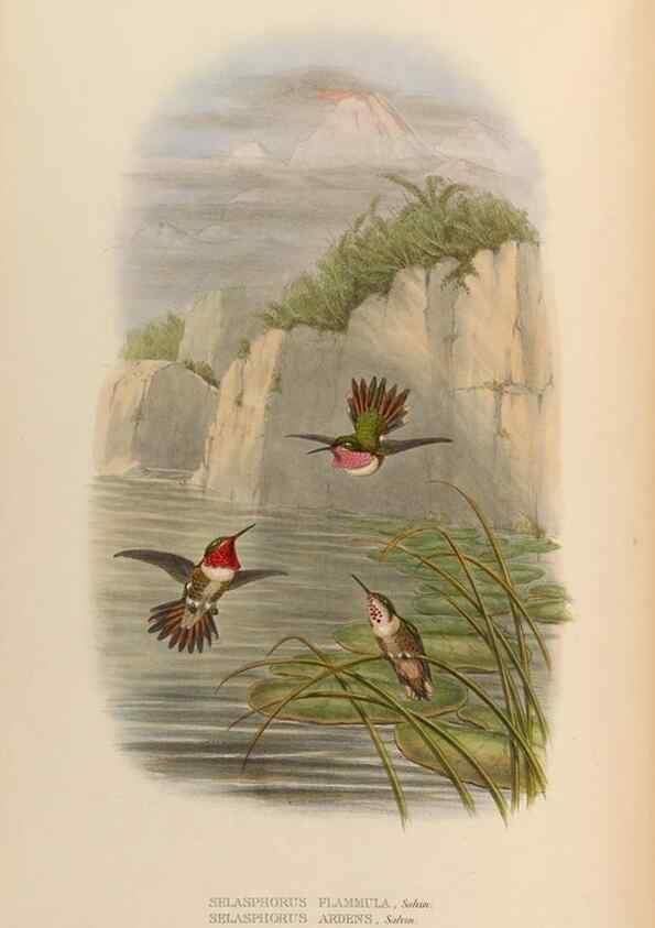 Reproducción/Reproduction 48630258627: A monograph of the Trochilidae, or family of humming-birds.. London :Henry Sothern & Co.,1887 [i.e. 1880-1887]. 
