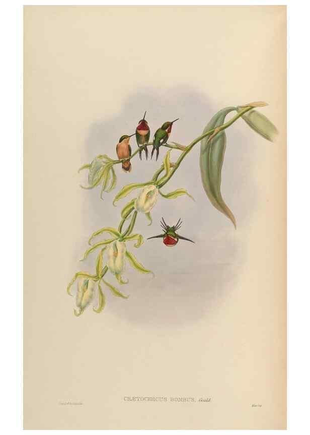 Reproducción/Reproduction 48630105791: A monograph of the Trochilidae, or family of humming-birds.. London :Henry Sothern & Co.,1887 [i.e. 1880-1887]. 