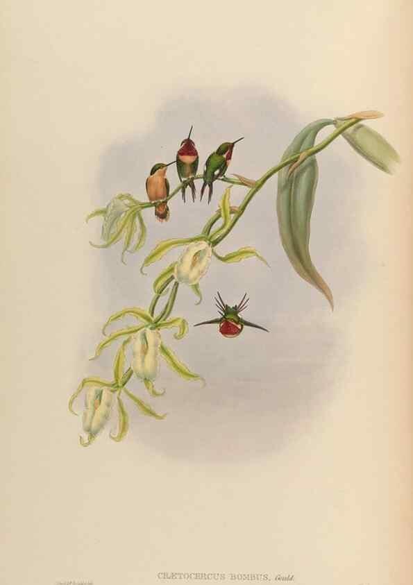Reproducción/Reproduction 48630105791: A monograph of the Trochilidae, or family of humming-birds.. London :Henry Sothern & Co.,1887 [i.e. 1880-1887]. 