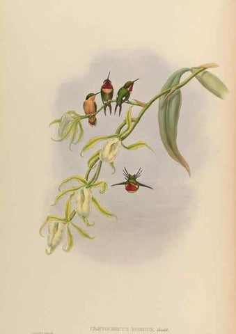Reproducción/Reproduction 48630105791: A monograph of the Trochilidae, or family of humming-birds.. London :Henry Sothern & Co.,1887 [i.e. 1880-1887]. 