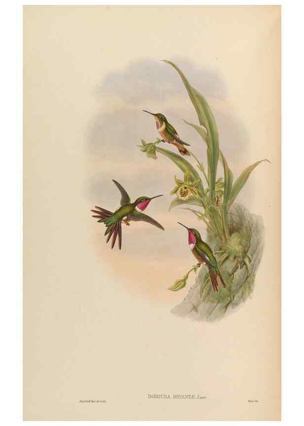 Reproducción/Reproduction 48630259627: A monograph of the Trochilidae, or family of humming-birds.. London :Henry Sothern & Co.,1887 [i.e. 1880-1887]. 