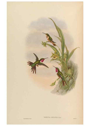 Reproducción/Reproduction 48630259627: A monograph of the Trochilidae, or family of humming-birds.. London :Henry Sothern & Co.,1887 [i.e. 1880-1887]. 