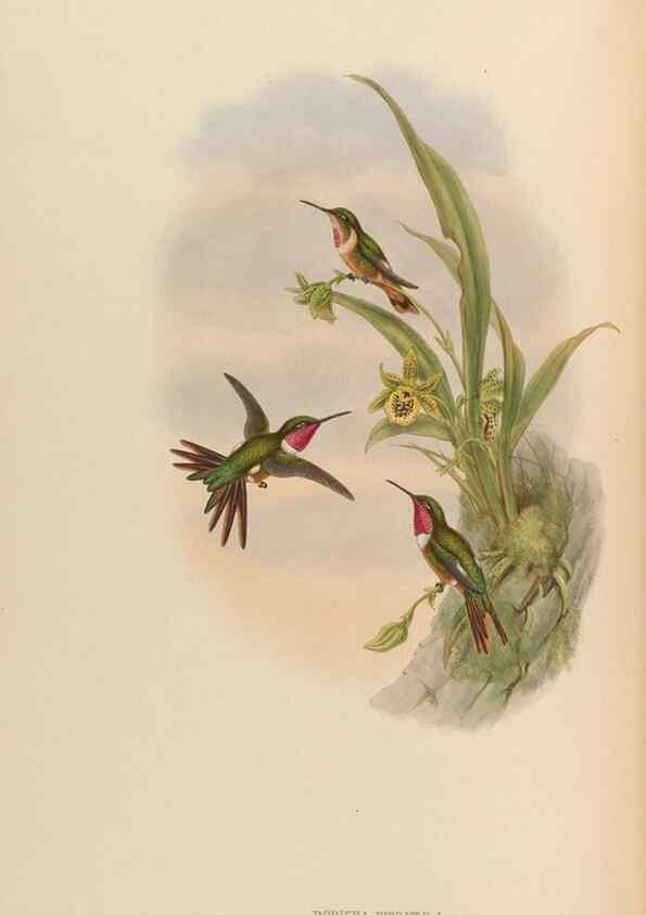 Reproducción/Reproduction 48630259627: A monograph of the Trochilidae, or family of humming-birds.. London :Henry Sothern & Co.,1887 [i.e. 1880-1887]. 