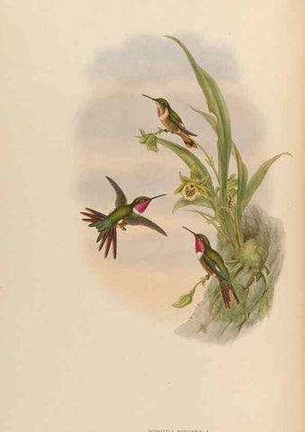 Reproducción/Reproduction 48630259627: A monograph of the Trochilidae, or family of humming-birds.. London :Henry Sothern & Co.,1887 [i.e. 1880-1887]. 