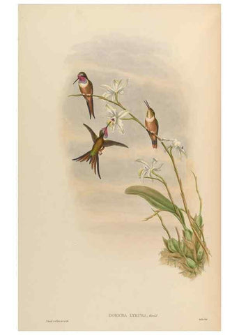 Reproducción/Reproduction 48629752913: A monograph of the Trochilidae, or family of humming-birds.. London :Henry Sothern & Co.,1887 [i.e. 1880-1887]. 