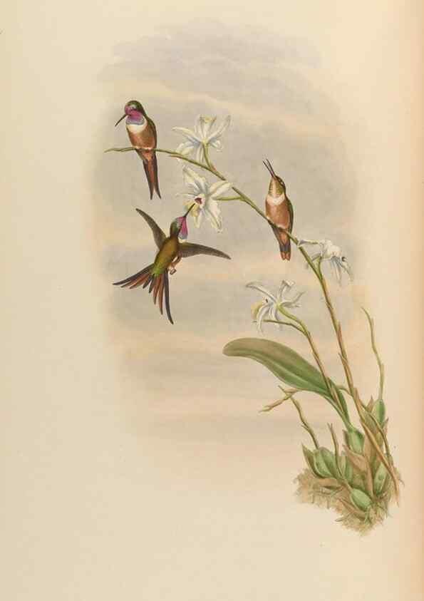 Reproducción/Reproduction 48629752913: A monograph of the Trochilidae, or family of humming-birds.. London :Henry Sothern & Co.,1887 [i.e. 1880-1887]. 